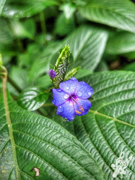 Jardim Botânico de São Paulo | São Paulo - São Paulo - Brasil | FredLee Na Estrada