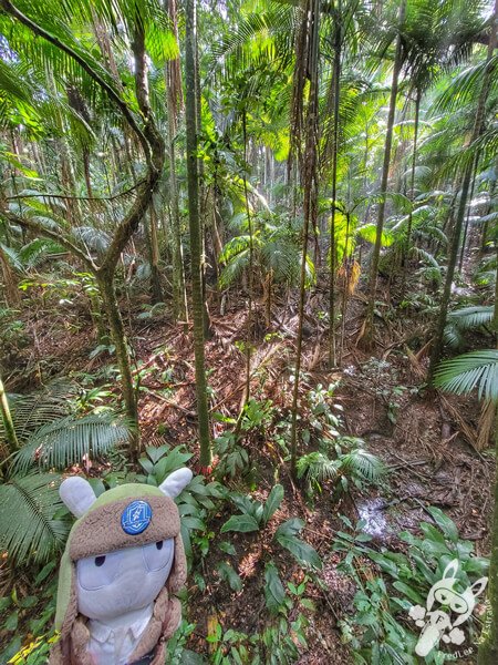 Trilha da Nascente - Parque Estadual das Fontes do Ipiranga - Jardim Botânico de São Paulo | São Paulo - São Paulo - Brasil | FredLee Na Estrada
