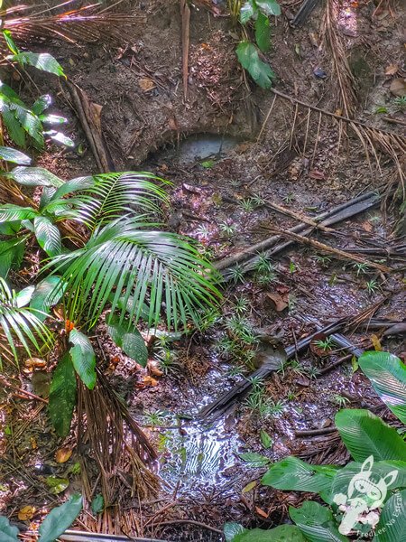 Trilha da Nascente - Parque Estadual das Fontes do Ipiranga - Jardim Botânico de São Paulo | São Paulo - São Paulo - Brasil | FredLee Na Estrada