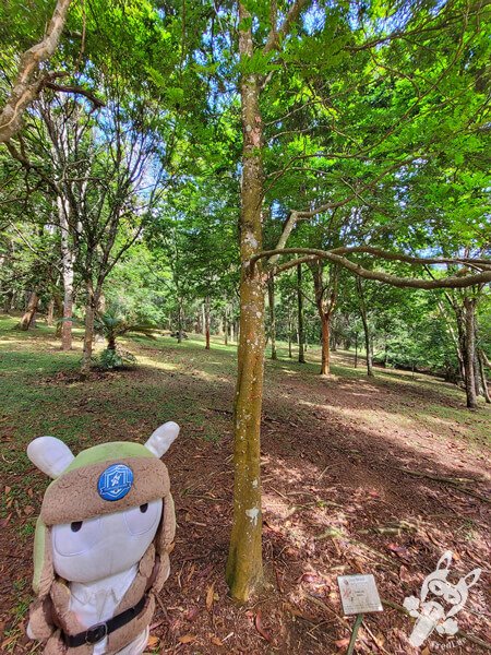 Bosque do Pau-Brasil - Jardim Botânico de São Paulo | São Paulo - São Paulo - Brasil | FredLee Na Estrada