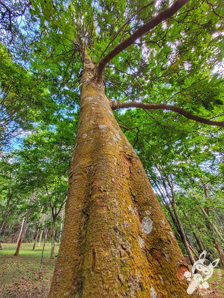 Bosque do Pau-Brasil - Jardim Botânico de São Paulo | São Paulo - São Paulo - Brasil | FredLee Na Estrada