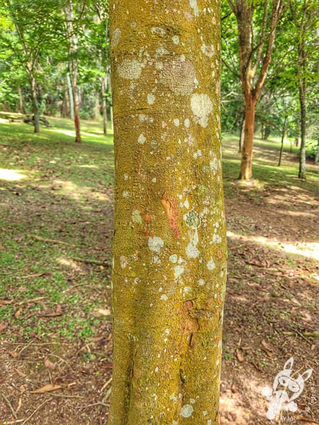 Bosque do Pau-Brasil - Jardim Botânico de São Paulo | São Paulo - São Paulo - Brasil | FredLee Na Estrada