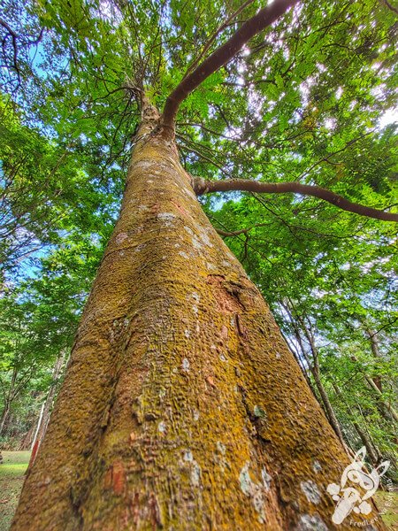 Bosque do Pau-Brasil - Jardim Botânico de São Paulo | São Paulo - São Paulo - Brasil | FredLee Na Estrada