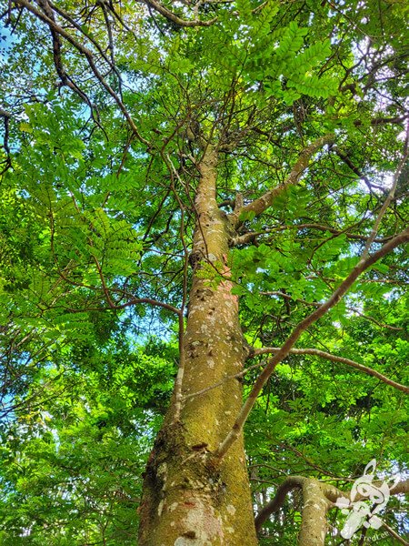 Bosque do Pau-Brasil - Jardim Botânico de São Paulo | São Paulo - São Paulo - Brasil | FredLee Na Estrada
