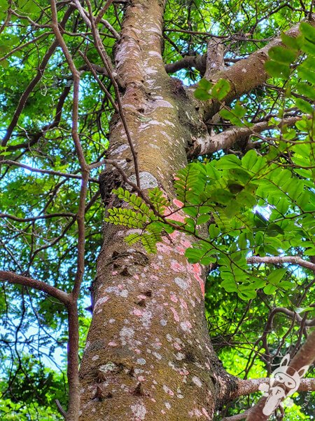 Bosque do Pau-Brasil - Jardim Botânico de São Paulo | São Paulo - São Paulo - Brasil | FredLee Na Estrada