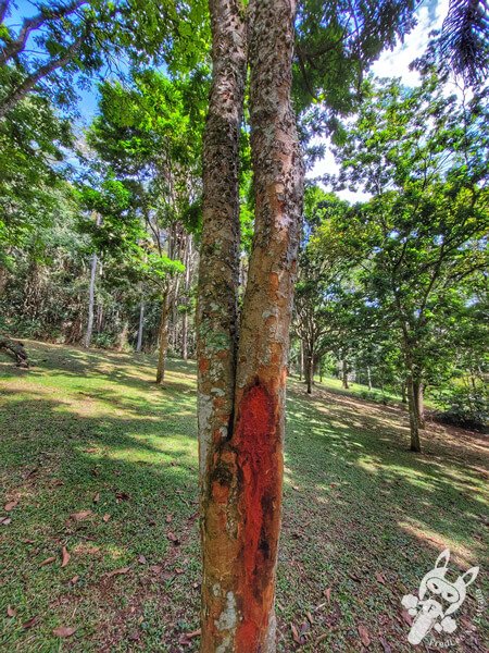 Bosque do Pau-Brasil - Jardim Botânico de São Paulo | São Paulo - São Paulo - Brasil | FredLee Na Estrada