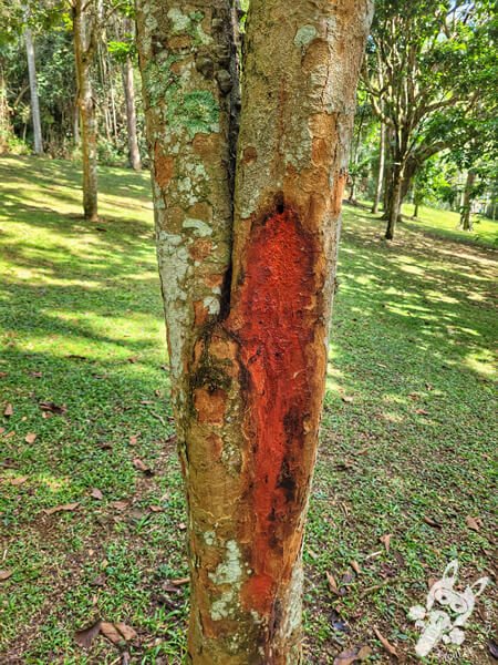 Bosque do Pau-Brasil - Jardim Botânico de São Paulo | São Paulo - São Paulo - Brasil | FredLee Na Estrada