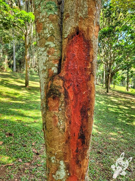 Bosque do Pau-Brasil - Jardim Botânico de São Paulo | São Paulo - São Paulo - Brasil | FredLee Na Estrada