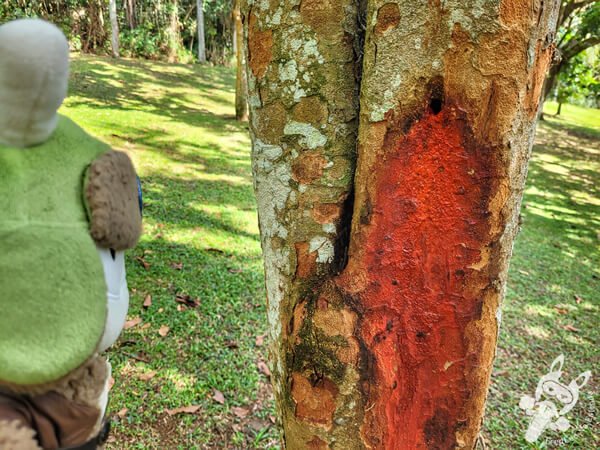 Bosque do Pau-Brasil - Jardim Botânico de São Paulo | São Paulo - São Paulo - Brasil | FredLee Na Estrada