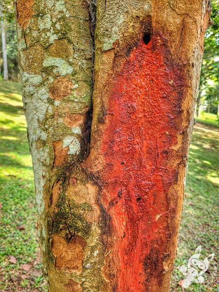 Bosque do Pau-Brasil - Jardim Botânico de São Paulo | São Paulo - São Paulo - Brasil | FredLee Na Estrada
