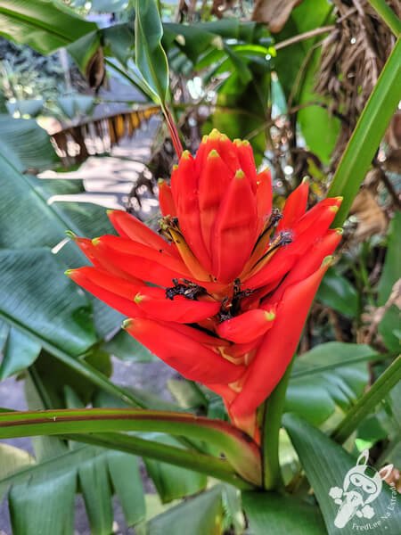 Jardim Botânico de São Paulo | São Paulo - São Paulo - Brasil | FredLee Na Estrada