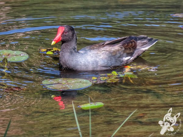 Frango-d’água no Jardim Botânico de São Paulo | São Paulo - São Paulo - Brasil | FredLee Na Estrada