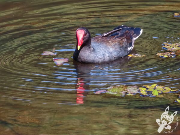 Frango-d’água no Jardim Botânico de São Paulo | São Paulo - São Paulo - Brasil | FredLee Na Estrada