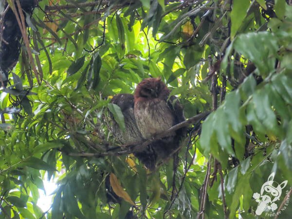 Casal de corujinhas-do-mato no Jardim Botânico de São Paulo | São Paulo - São Paulo - Brasil | FredLee Na Estrada