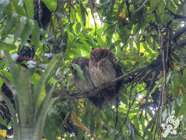 Casal de corujinhas-do-mato no Jardim Botânico de São Paulo | São Paulo - São Paulo - Brasil | FredLee Na Estrada