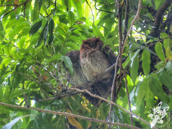 Casal de corujinhas-do-mato no Jardim Botânico de São Paulo | São Paulo - São Paulo - Brasil | FredLee Na Estrada