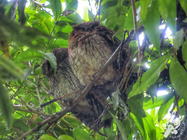 Casal de corujinhas-do-mato no Jardim Botânico de São Paulo | São Paulo - São Paulo - Brasil | FredLee Na Estrada