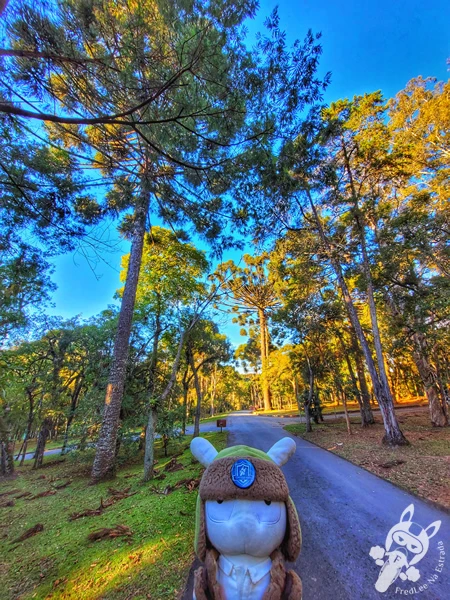 Caminhos pelo bosque do Parque Municipal Barreirinha, em Curitiba, Paraná, Brasil. Foto: FredLee Na Estrada.