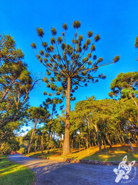 Araucária no Parque Municipal Barreirinha | Curitiba - Paraná - Brasil | FredLee Na Estrada Araucária no Parque Municipal Barreirinha | Curitiba - Paraná - Brasil | FredLee Na Estrada