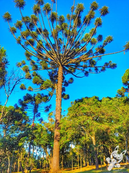 Araucária no Parque Municipal Barreirinha | Curitiba - Paraná - Brasil | FredLee Na Estrada Araucária no Parque Municipal Barreirinha | Curitiba - Paraná - Brasil | FredLee Na Estrada