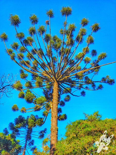 Araucária no Parque Municipal Barreirinha | Curitiba - Paraná - Brasil | FredLee Na Estrada Araucária no Parque Municipal Barreirinha | Curitiba - Paraná - Brasil | FredLee Na Estrada