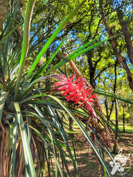 Parque Municipal Barreirinha, em Curitiba, Paraná, Brasil. Foto: FredLee Na Estrada.