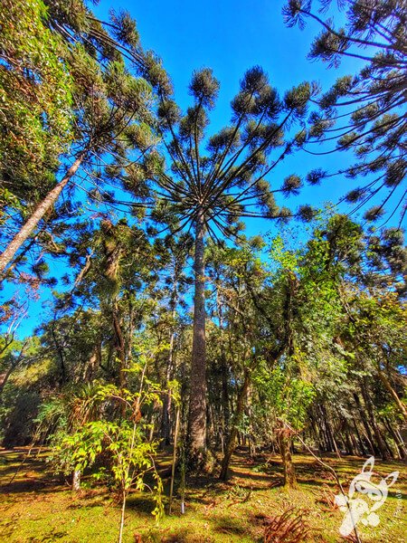 Pinheiro-do-paraná no Parque Municipal Barreirinha | Curitiba - Paraná - Brasil | FredLee Na Estrada Pinheiro-do-paraná no Parque Municipal Barreirinha | Curitiba - Paraná - Brasil | FredLee Na Estrada