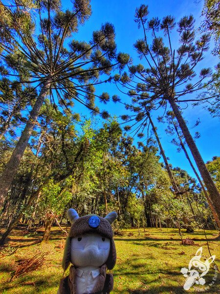Pinheiro-do-paraná no Parque Municipal Barreirinha | Curitiba - Paraná - Brasil | FredLee Na Estrada Pinheiro-do-paraná no Parque Municipal Barreirinha | Curitiba - Paraná - Brasil | FredLee Na Estrada