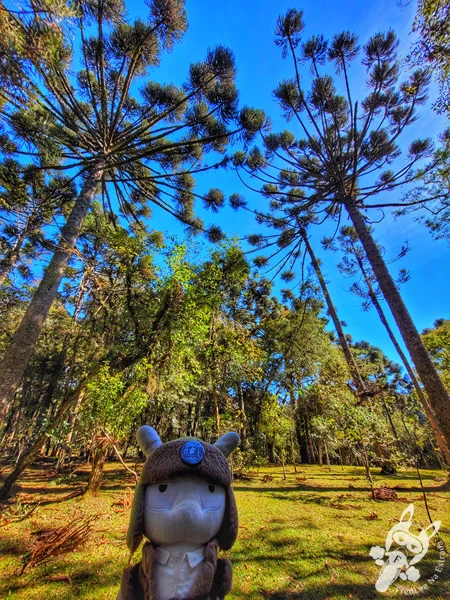 Araucárias (pinheiro-do-paraná) no Parque Municipal Barreirinha, em Curitiba, Paraná, Brasil. Foto: FredLee Na Estrada.