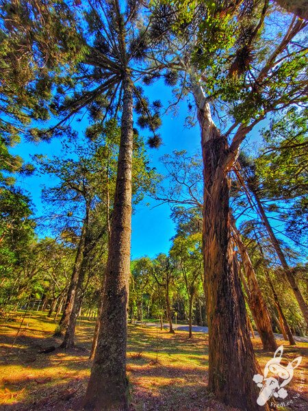 Pinheiro-do-paraná no Parque Municipal Barreirinha | Curitiba - Paraná - Brasil | FredLee Na Estrada Pinheiro-do-paraná no Parque Municipal Barreirinha | Curitiba - Paraná - Brasil | FredLee Na Estrada