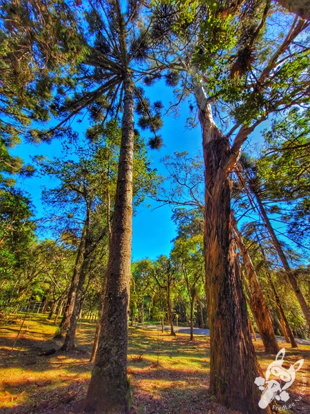Araucárias (pinheiro-do-paraná) no Parque Municipal Barreirinha, em Curitiba, Paraná, Brasil. Foto: FredLee Na Estrada.