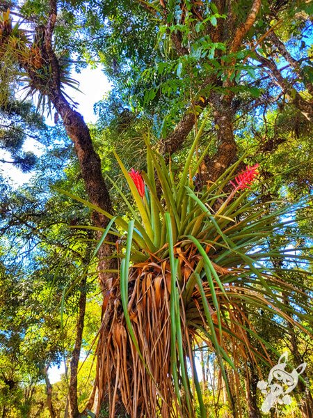 Parque Municipal Barreirinha | Curitiba - Paraná - Brasil | FredLee Na Estrada Parque Municipal Barreirinha | Curitiba - Paraná - Brasil | FredLee Na Estrada