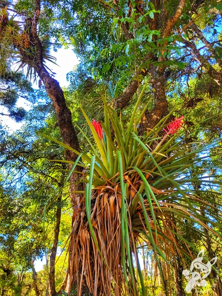 Parque Municipal Barreirinha, em Curitiba, Paraná, Brasil. Foto: FredLee Na Estrada.