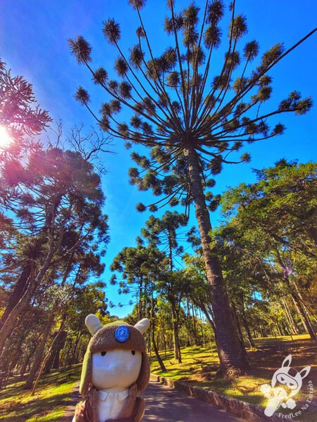 Araucária no Parque Municipal Barreirinha | Curitiba - Paraná - Brasil | FredLee Na Estrada Araucária no Parque Municipal Barreirinha | Curitiba - Paraná - Brasil | FredLee Na Estrada