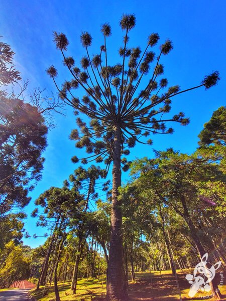 Araucária no Parque Municipal Barreirinha | Curitiba - Paraná - Brasil | FredLee Na Estrada Araucária no Parque Municipal Barreirinha | Curitiba - Paraná - Brasil | FredLee Na Estrada