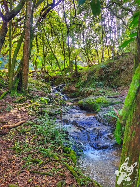 Riacho de águas cristalinas correndo entre pedras cobertas de musgo em meio à vegetação exuberante do Parque Municipal Barreirinha, em Curitiba, Paraná, Brasil. Foto: FredLee Na Estrada.