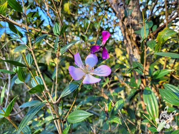 Flor no Parque Municipal Barreirinha | Curitiba - Paraná - Brasil | FredLee Na Estrada Flor no Parque Municipal Barreirinha | Curitiba - Paraná - Brasil | FredLee Na Estrada