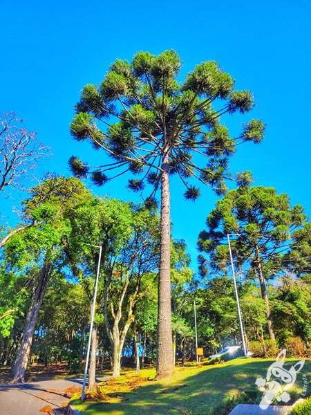 Pinheiro-do-paraná no Parque Municipal Barreirinha | Curitiba - Paraná - Brasil | FredLee Na Estrada Pinheiro-do-paraná no Parque Municipal Barreirinha | Curitiba - Paraná - Brasil | FredLee Na Estrada