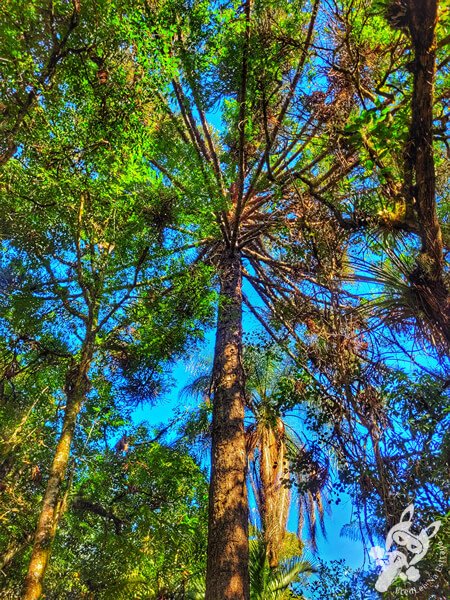 Araucária no Parque Municipal Barreirinha | Curitiba - Paraná - Brasil | FredLee Na Estrada Araucária no Parque Municipal Barreirinha | Curitiba - Paraná - Brasil | FredLee Na Estrada