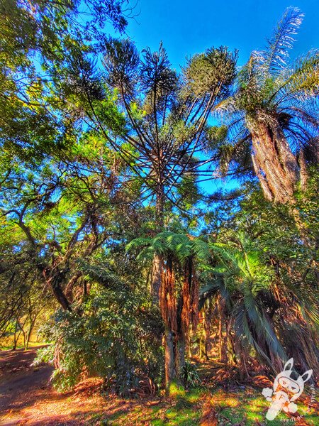 Araucária no Parque Municipal Barreirinha | Curitiba - Paraná - Brasil | FredLee Na Estrada Araucária no Parque Municipal Barreirinha | Curitiba - Paraná - Brasil | FredLee Na Estrada