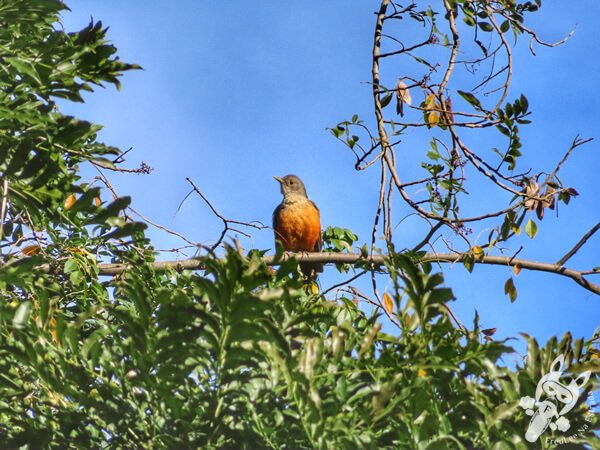 Sabiá-laranjeira no Parque Municipal Barreirinha | Curitiba - Paraná - Brasil | FredLee Na Estrada Sabiá-laranjeira no Parque Municipal Barreirinha | Curitiba - Paraná - Brasil | FredLee Na Estrada