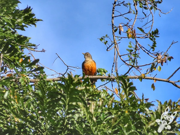 Sabiá-laranjeira pousado em uma árvore no Parque Municipal Barreirinha, em Curitiba, Paraná, Brasil. Foto: FredLee Na Estrada.