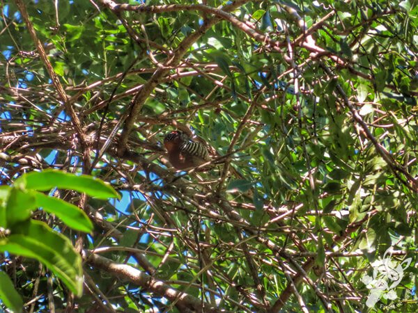 Picapauzinho-de-coleira no Parque Municipal Barreirinha | Curitiba - Paraná - Brasil | FredLee Na Estrada Picapauzinho-de-coleira no Parque Municipal Barreirinha | Curitiba - Paraná - Brasil | FredLee Na Estrada