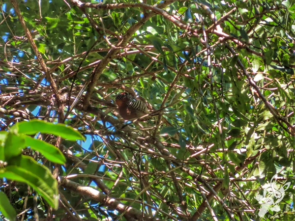 Picapauzinho-de-coleira pousado em uma árvore no Parque Municipal Barreirinha, em Curitiba, Paraná, Brasil. Foto: FredLee Na Estrada.