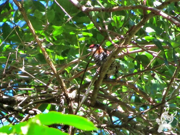 Picapauzinho-de-coleira no Parque Municipal Barreirinha | Curitiba - Paraná - Brasil | FredLee Na Estrada Picapauzinho-de-coleira no Parque Municipal Barreirinha | Curitiba - Paraná - Brasil | FredLee Na Estrada