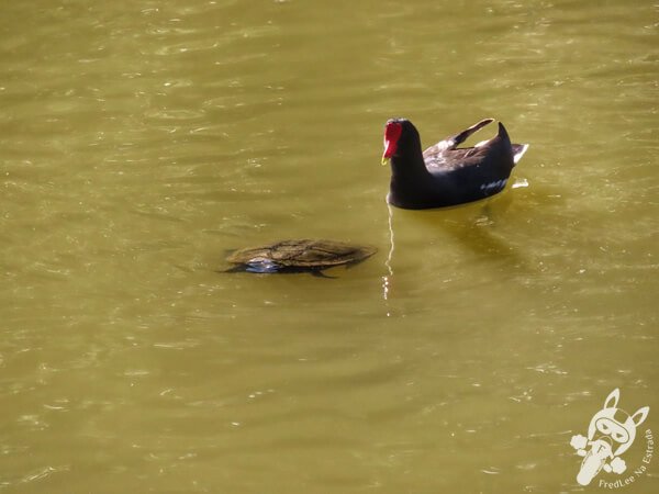 Cágado e galinha-d'água no Parque Municipal Barreirinha | Curitiba - Paraná - Brasil | FredLee Na Estrada Cágado e galinha-d'água no Parque Municipal Barreirinha | Curitiba - Paraná - Brasil | FredLee Na Estrada