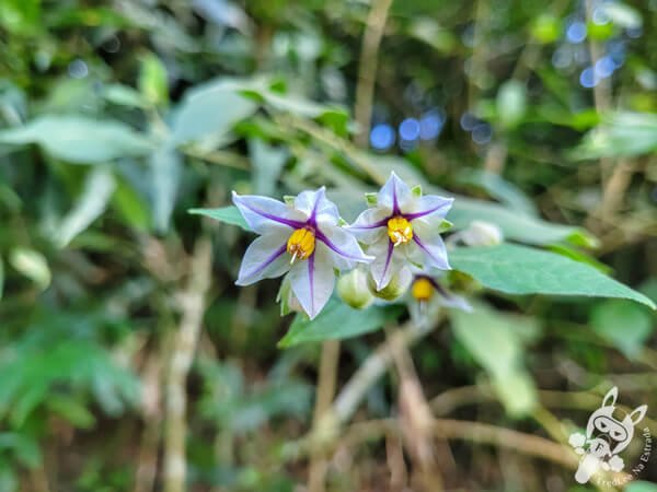 Flor no Parque Municipal Barreirinha | Curitiba - Paraná - Brasil | FredLee Na Estrada Flor no Parque Municipal Barreirinha | Curitiba - Paraná - Brasil | FredLee Na Estrada