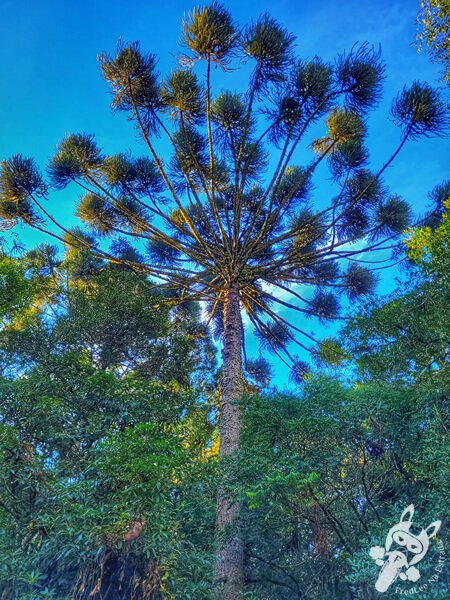 Araucária no Parque Municipal Barreirinha | Curitiba - Paraná - Brasil | FredLee Na Estrada Araucária no Parque Municipal Barreirinha | Curitiba - Paraná - Brasil | FredLee Na Estrada